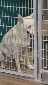 PAWDREY HEPBURN -  Husky and Mixed Breed Dog for Adoption in Texas City, Texas - PAWDREY HEPBURN | PetCurious