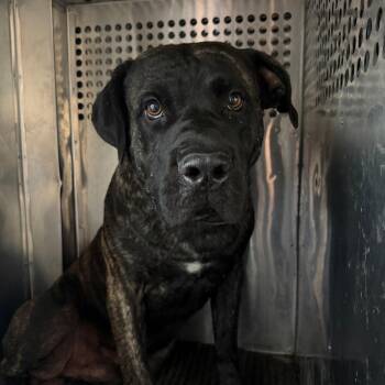 Elias -  Cane Corso Dog for Adoption in Birmingham, Alabama - Elias | PetCurious
