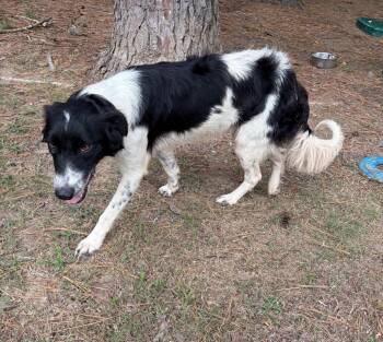 Pippa -  Border Collie and Flat Coated Retriever Dog for Adoption in Little Rock, Arkansas - Pippa | PetCurious
