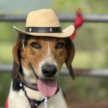 Foxhound Dogs Available for Adoption in Andover, Massachusetts - Beau | PetCurious