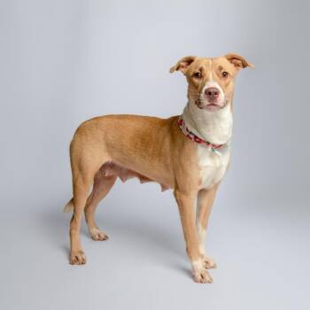 Juno -  Mixed Breed Dog for Adoption in Fulton, Texas - Juno | PetCurious