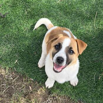 Jack Russell Terrier Dogs Available for Adoption - Pancake - Breakfast Litter | PetCurious