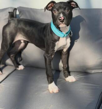 Pit Bull Terrier Dogs Available for Adoption in West Milford, New Jersey - Beau | PetCurious