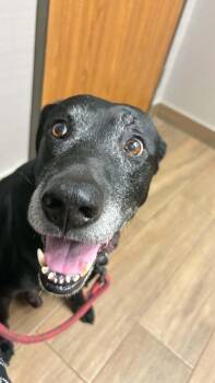 Eli -  Black Labrador Retriever Dog for Adoption - Eli | PetCurious