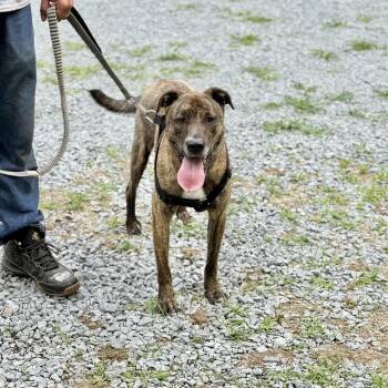 Shepherd and Mixed Breed Dogs Available for Adoption in Washington, District Of Columbia - Floki | PetCurious