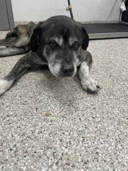 Mixed Breed Dogs Available for Adoption - Sam | PetCurious