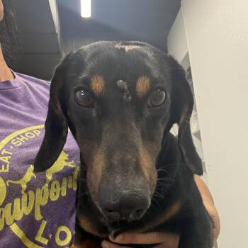 Rocky -  Dachshund Dog for Adoption in Blue Springs, Missouri - Rocky | PetCurious