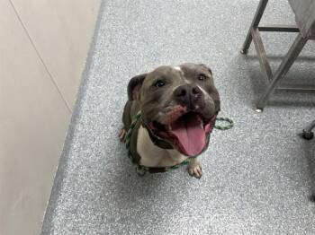 Pit Bull Terrier Dogs Available for Adoption in Rowlett, Texas - DAX | PetCurious