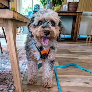 Penny -  Bernese Mountain Dog and Miniature Poodle Dog for Adoption in Campton Hills, Illinois - Penny | PetCurious