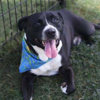ZEUS -  American Staffordshire Terrier Dog for Adoption in San Antonio, Texas - ZEUS | PetCurious