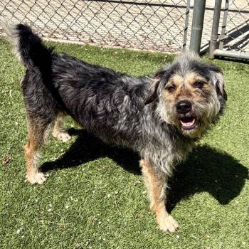 Mixed Breed Dogs Available for Adoption in Pekin, Illinois - Mr. Ziggy | PetCurious