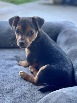 Mixed Breed Dogs Available for Adoption in Pleasanton, California - Pongo | PetCurious