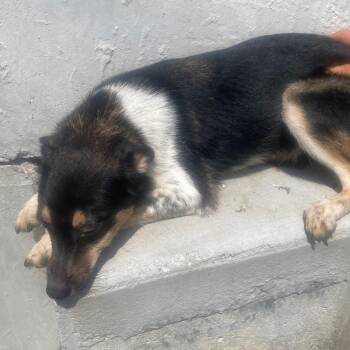 Jojo -  Collie Dog for Adoption in Oak Bluffs, Massachusetts - Jojo | PetCurious