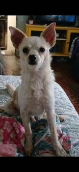 Chihuahua Dogs Available for Adoption - Toby | PetCurious