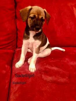 Mixed Breed Dogs Available for Adoption in Taycheedah, Wisconsin - Sadell | PetCurious