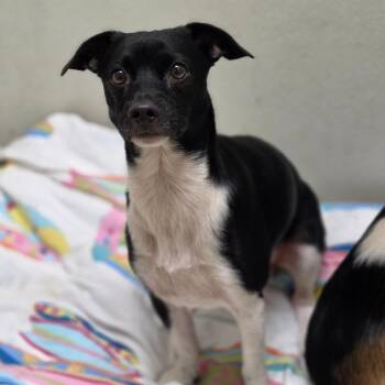 Firo - Costa Mesa Location -  Terrier and Mixed Breed Dog for Adoption in Chino Hills, California - Firo - Costa Mesa Location | PetCurious