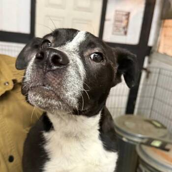 Mixed Breed Dogs Available for Adoption - Campari | PetCurious