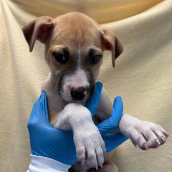 Toma -  Shepherd and Mixed Breed Dog for Adoption in San Antonio, Texas - Toma | PetCurious