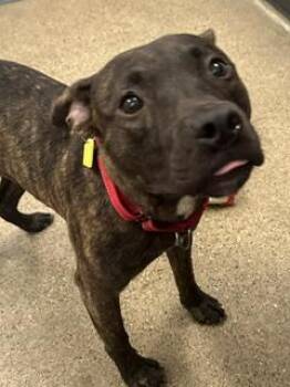 Saint -  Pit Bull Terrier Dog for Adoption in Cleveland, Ohio - Saint | PetCurious