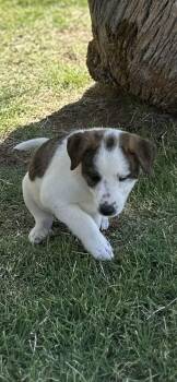 Border Collie Dogs Available for Adoption - Ranger | PetCurious