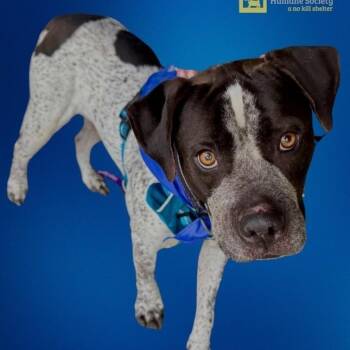 Rescue Boxer Dogs for Adoption in Dawsonville, Georgia - Narco | PetCurious