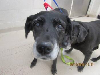 Dixie(827) -  Labrador Retriever and Dalmatian Dog for Adoption in Marietta, Georgia - Dixie(827) | PetCurious