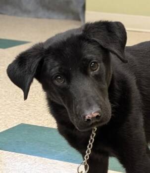 Omni -  Labrador Retriever and Mixed Breed Dog for Adoption in Hastings, Nebraska - Omni | PetCurious
