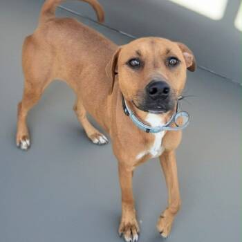 Rescue Hound and Labrador Retriever Dogs for Adoption in Griswold, Connecticut - Goldie | PetCurious