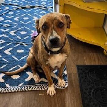 American Staffordshire Terrier and Mixed Breed Dogs Available for Adoption - Tilly | PetCurious