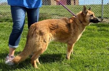 Rescue German Shepherd Dog and Mixed Breed Dogs for Adoption in Bedford, Indiana - Mimi | PetCurious