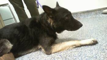 A1270299 -  German Shepherd Dog Dog for Adoption in Charlotte, North Carolina - A1270299 | PetCurious