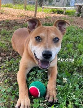 Rescue Mixed Breed Dogs for Adoption in Newberry, South Carolina - Sizzles | PetCurious
