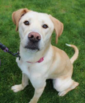 Labrador Retriever Dogs Available for Adoption in Silvana, Washington - Nova | PetCurious