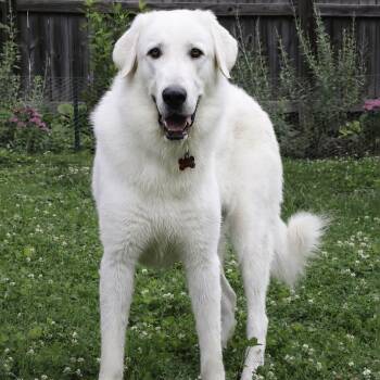 Reagan -  Anatolian Shepherd and Great Pyrenees Dog for Adoption in Nashville, Tennessee - Reagan | PetCurious