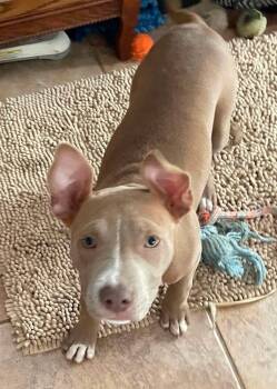 Kali -  Terrier Dog for Adoption in Pensacola, Florida - Kali | PetCurious