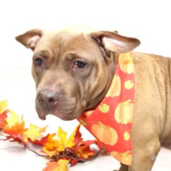 Coco -  Terrier Dog for Adoption in Sanford, Florida - Coco | PetCurious