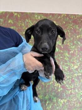 Labrador Retriever and Mixed Breed Dogs Available for Adoption in San Antonio, Texas - Scout | PetCurious
