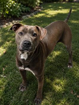 Pit Bull Terrier Dogs Available for Adoption in Huntington, Indiana - Dazee | PetCurious