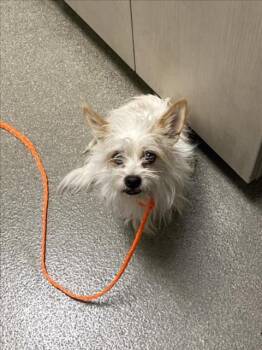 CARANSAS -  Chihuahua and Toy Fox Terrier Dog for Adoption in Las Vegas, Nevada - CARANSAS | PetCurious