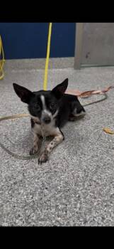 PAPIS -  Chihuahua Dog for Adoption in Pasadena, Texas - PAPIS | PetCurious