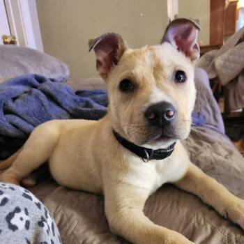 Labrador Retriever and Pit Bull Terrier Dogs Available for Adoption - Apollo | PetCurious