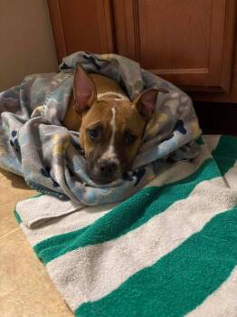 Mixed Breed Dogs Available for Adoption - Wrigley  | PetCurious