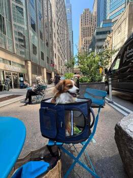Grilled Cheese -  Mixed Breed Dog for Adoption in Wayne, New Jersey - Grilled Cheese | PetCurious