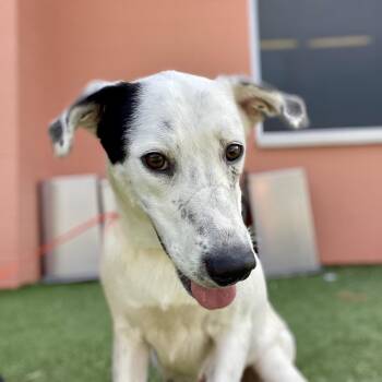 Emma -  Shepherd and Mixed Breed Dog for Adoption in Wimberley, Texas - Emma | PetCurious