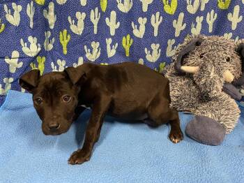 Staffordshire Bull Terrier and Mixed Breed Dogs Available for Adoption - A607398 | PetCurious