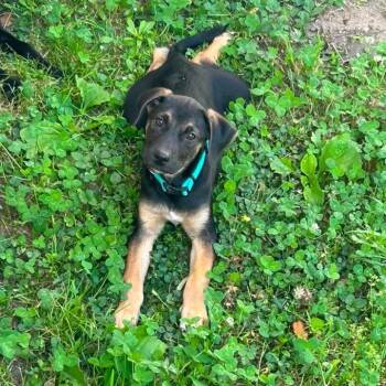 Stella -  German Shepherd Dog and Labrador Retriever Dog for Adoption in Collingswood, New Jersey - Stella | PetCurious