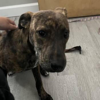 Daisy Duke -  Pit Bull Terrier and Mixed Breed Dog for Adoption in Richmond Hill, Georgia - Daisy Duke | PetCurious