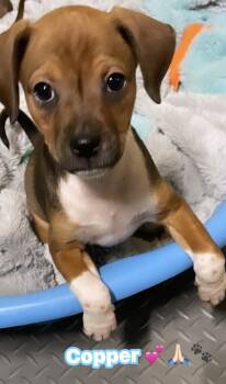 Hound Dogs Available for Adoption - Copper | PetCurious