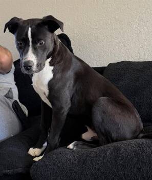 Labrador Retriever Dogs Available for Adoption - ROCKY | PetCurious