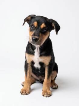 Archie -  Shepherd and Mixed Breed Dog for Adoption in Hudson, New York - Archie | PetCurious